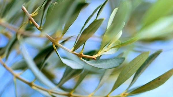 New Research Confirms Olive Leaves Can Improve Oil Quality 